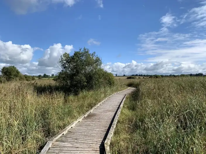 Pollardstown Fen