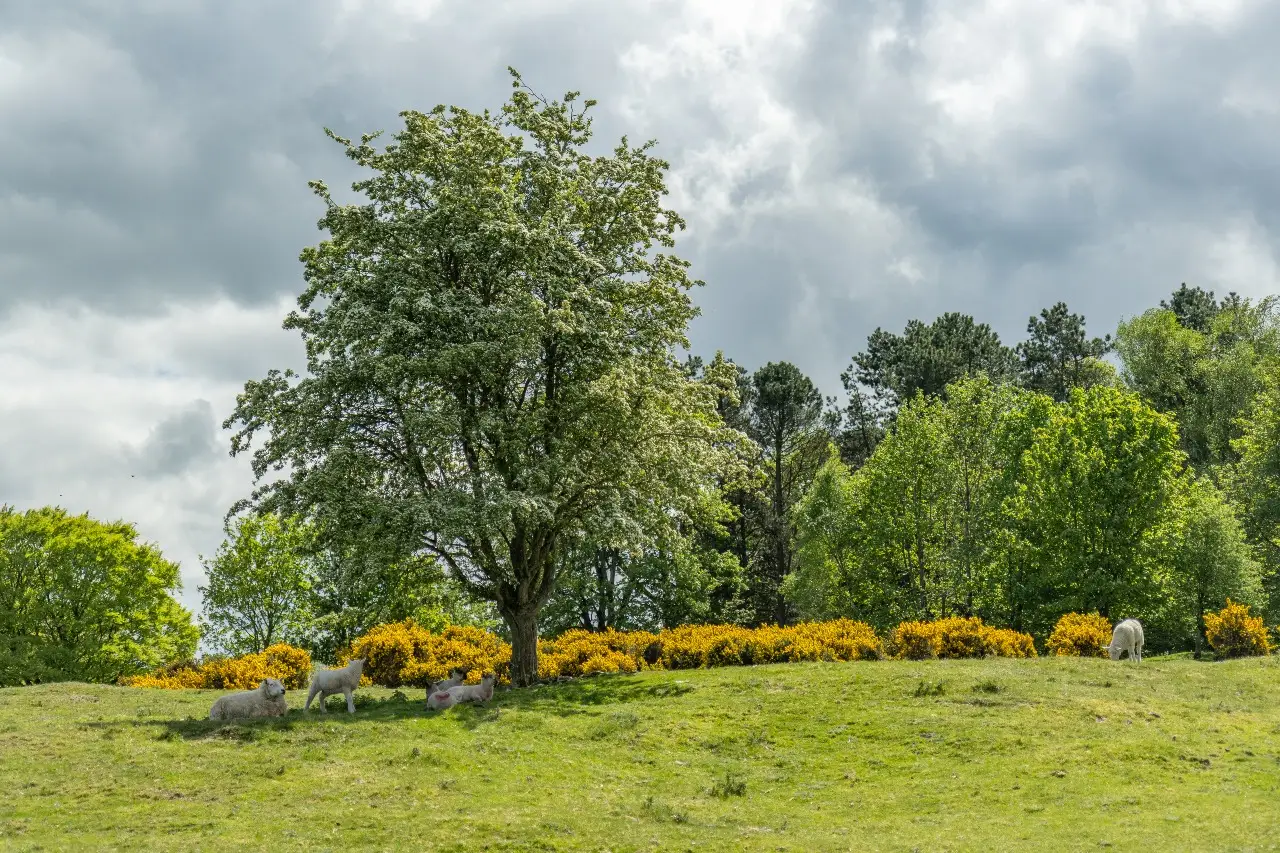 Curragh Plains Trail