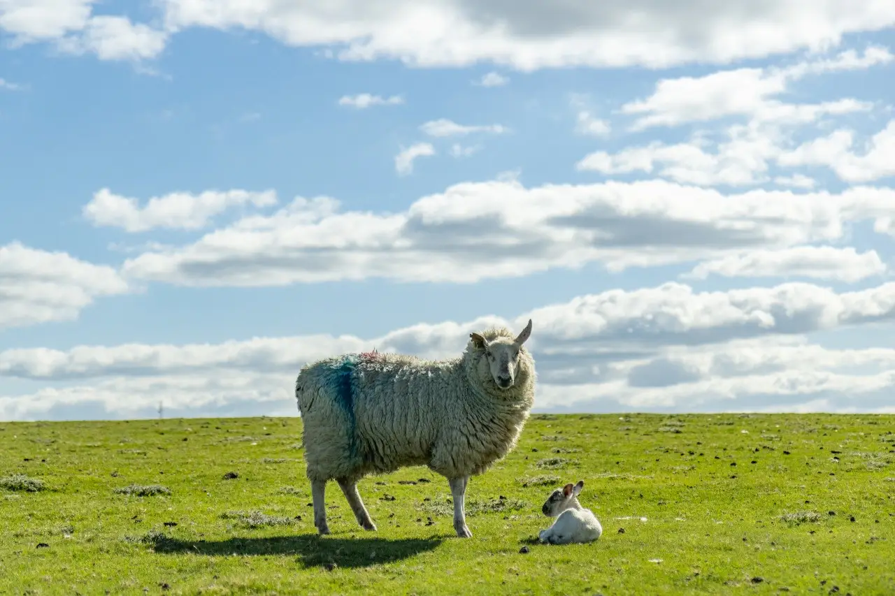 Curragh Plains Trail