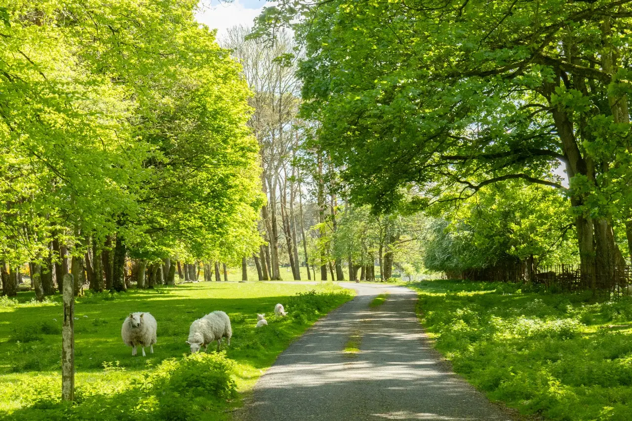 Curragh Plains Trail